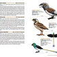 Birds of the Mesozoic An Illustrated Field Guide - Lynx ediciones - Miniatura 3