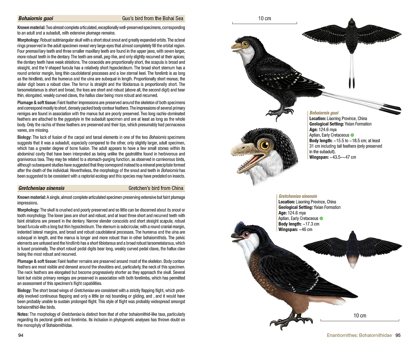 Birds of the Mesozoic An Illustrated Field Guide - Lynx ediciones 4