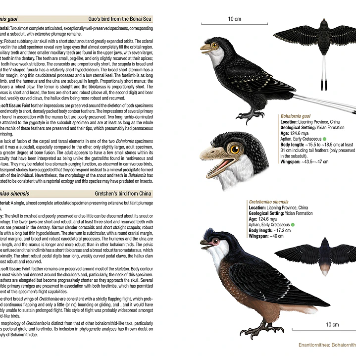 Birds of the Mesozoic An Illustrated Field Guide - Lynx ediciones 4