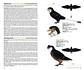 Birds of the Mesozoic An Illustrated Field Guide - Lynx ediciones - Miniatura 4