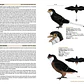 Birds of the Mesozoic An Illustrated Field Guide - Lynx ediciones - Miniatura 4