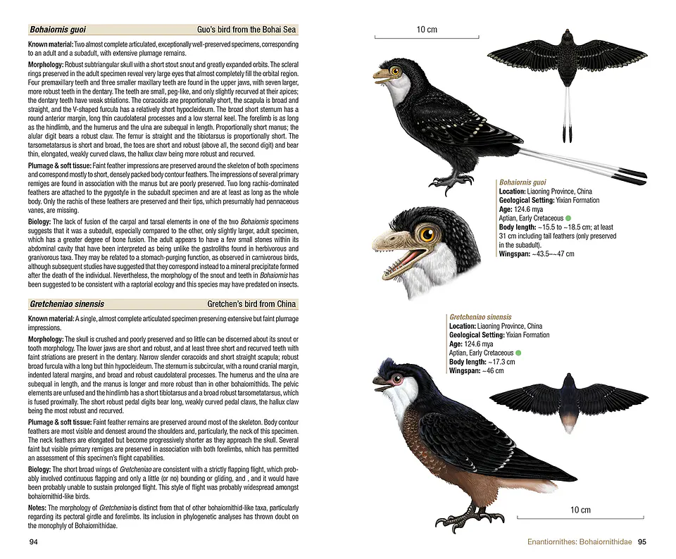 Birds of the Mesozoic An Illustrated Field Guide - Lynx ediciones 4