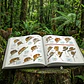 All the Mammals of the World – La Enciclopedia de los Mamíferos del Planeta (English) - Lynx Ediciones - Miniatura 3