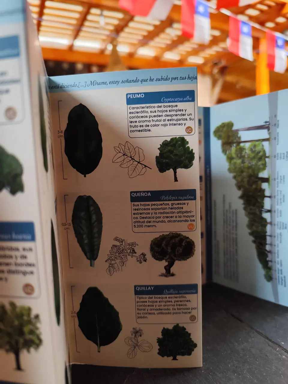Hojas Nativas de Chile— Desplegable ilustrado de 30 especies | Primera edición 3