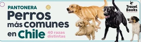 Pantonera Perros Más Comunes en Chile