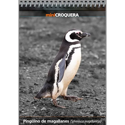 Pingüino de Magallanes – Croquera 14 × 10 cm