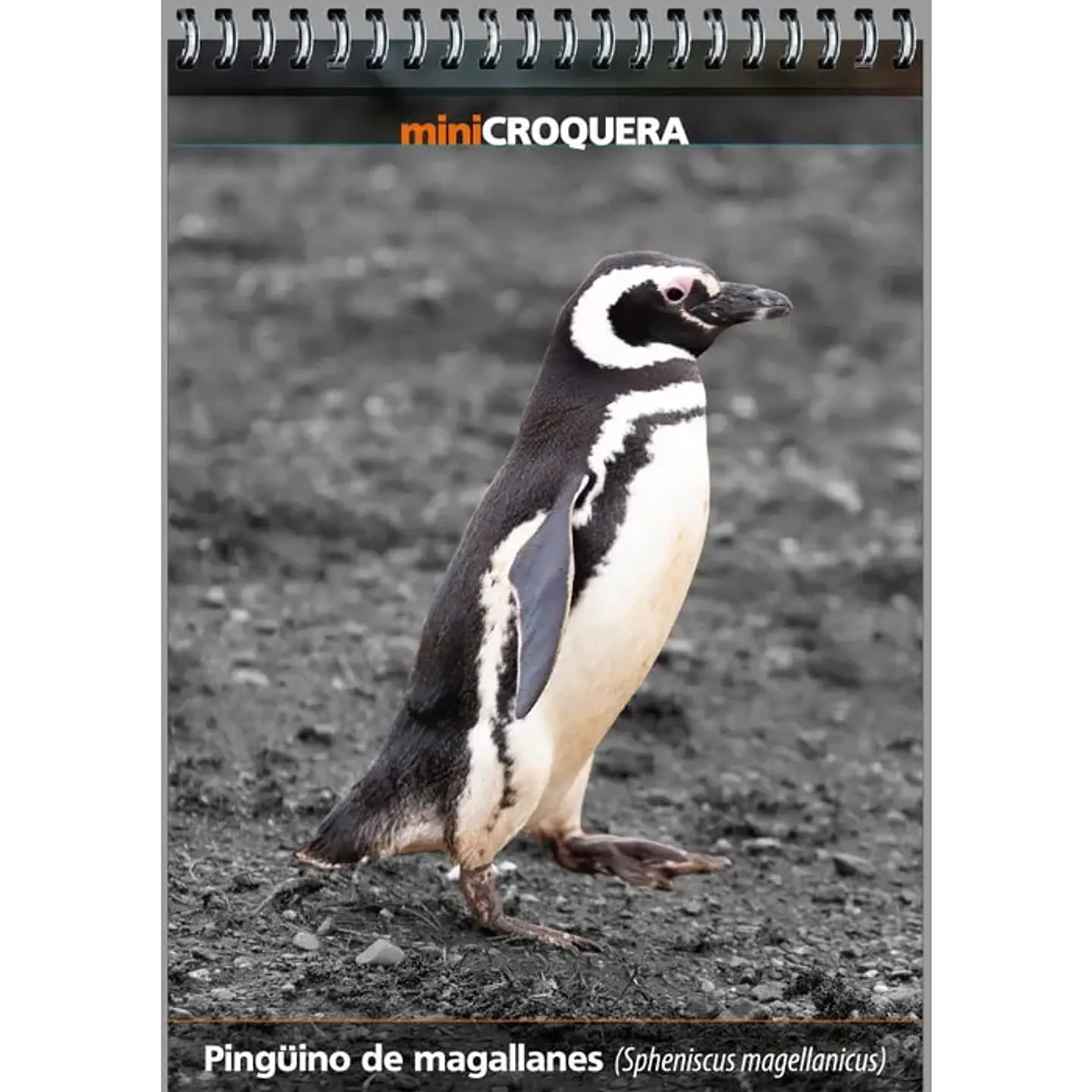 Pingüino de Magallanes – Croquera 14 × 10 cm 1
