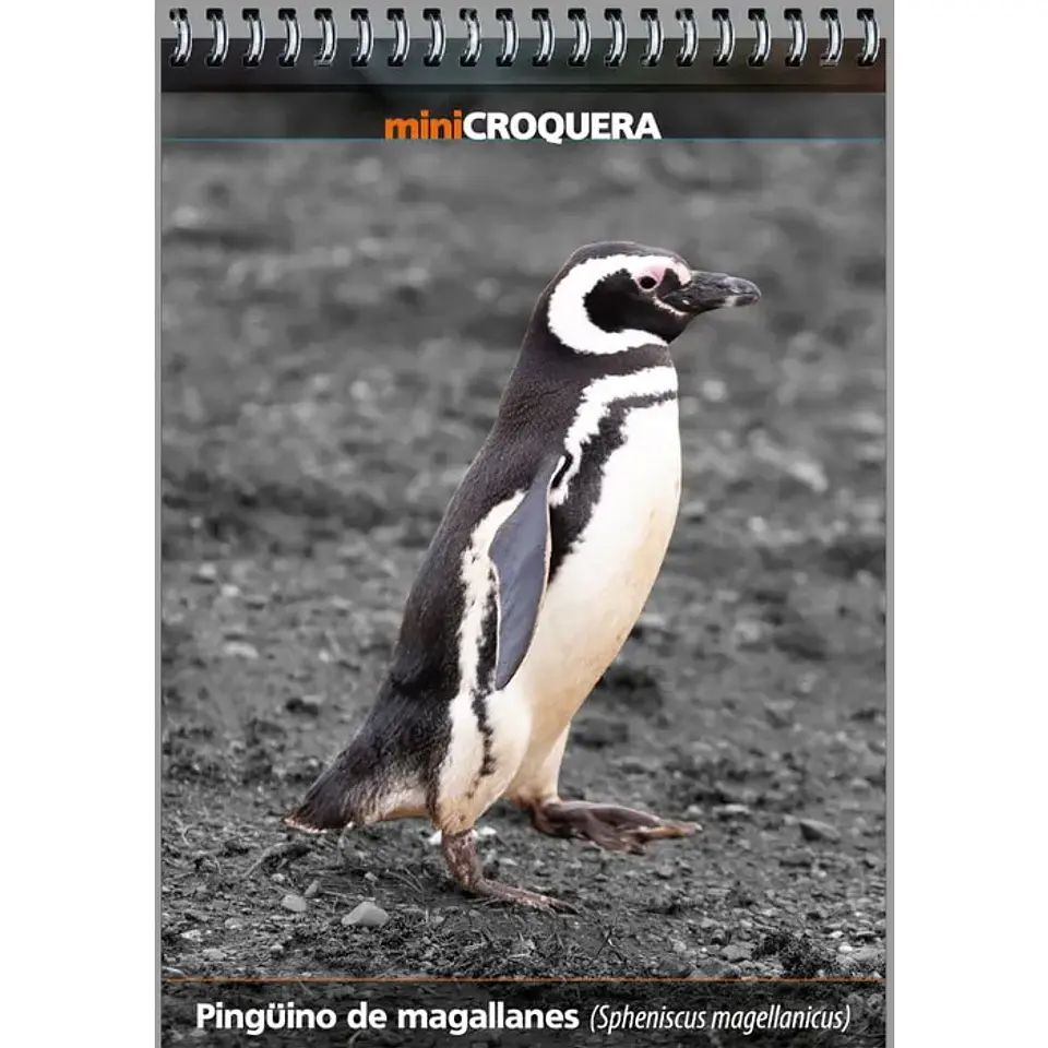 Pingüino de Magallanes – Croquera 14 × 10 cm 1