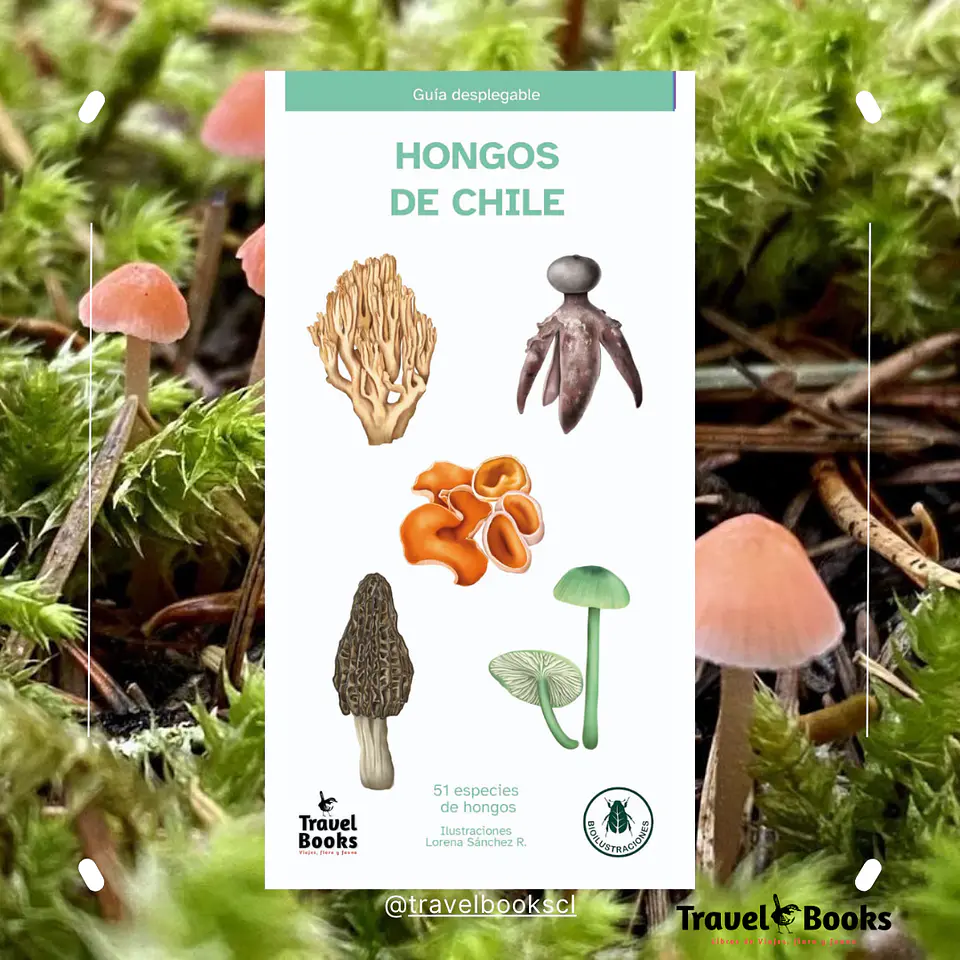 Hongos de Chile – Guía desplegable 1