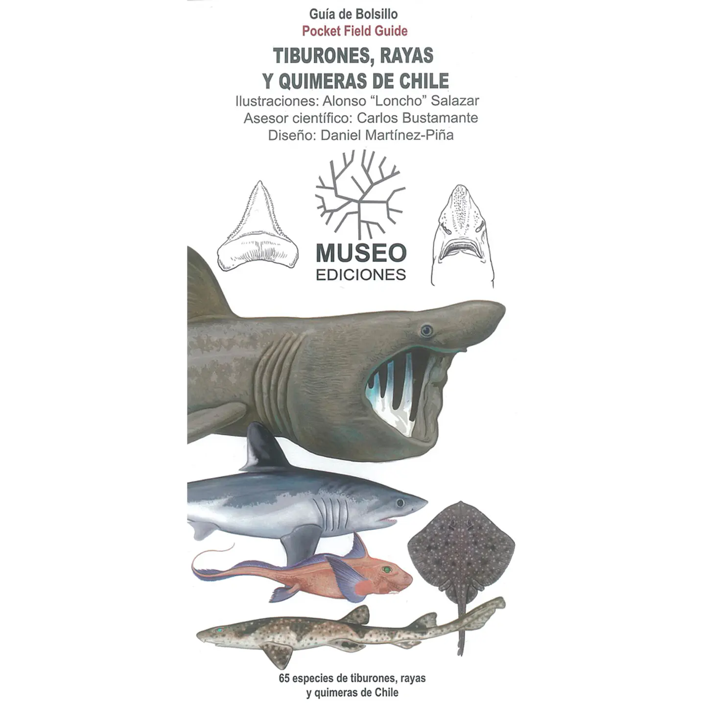 Tiburones, Rayas y Quimeras de Chile – Guía de bolsillo 1