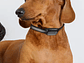 SC-Pet - Localizador GPS para Mascotas con SOS - Miniatura 1