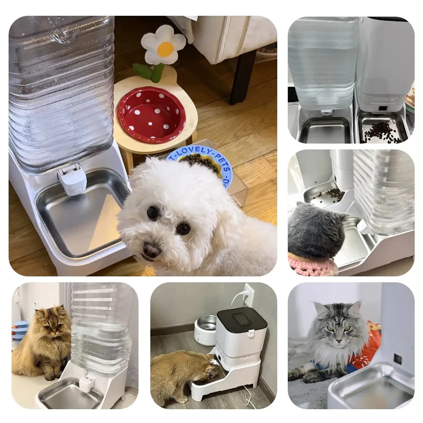 Comedero Inteligente para Gatos y Perros Automático 4
