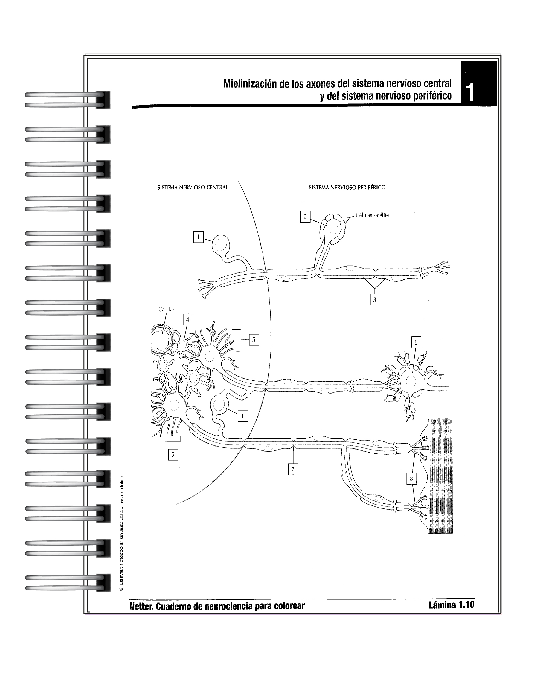 Libro para Colorear: Neurociencia Netter 2 3