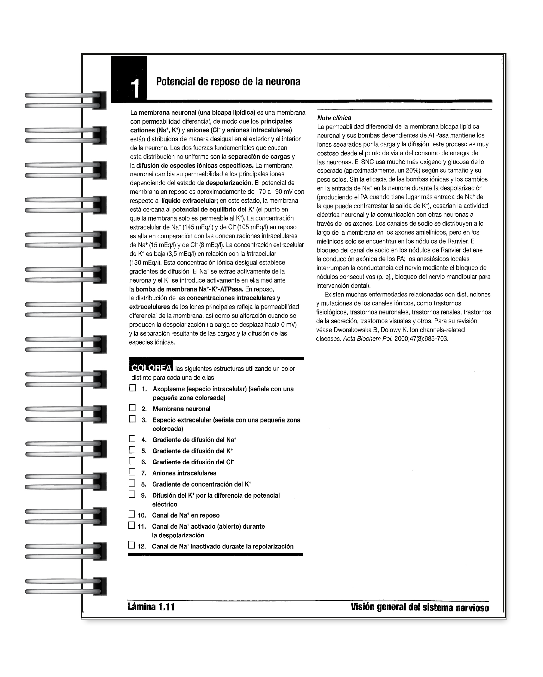 Libro para Colorear: Neurociencia Netter 2 4