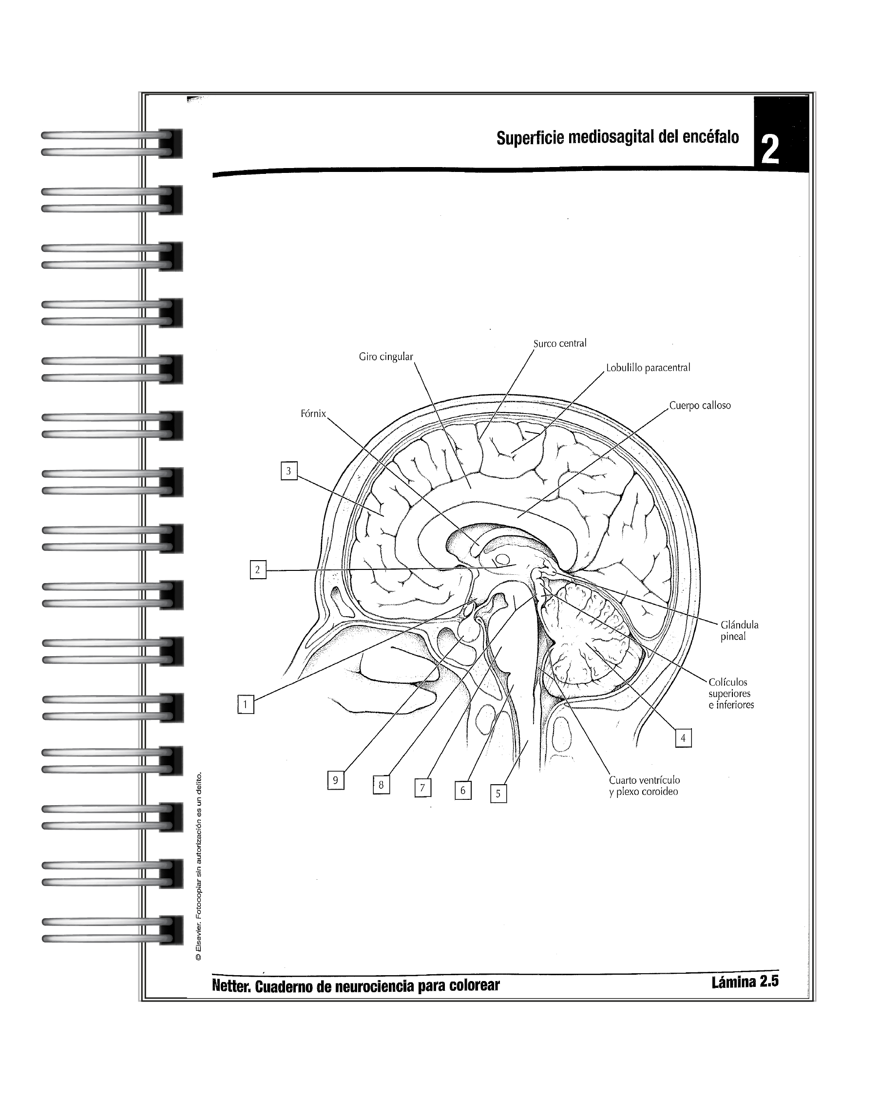 Libro para Colorear: Neurociencia Netter 2 5