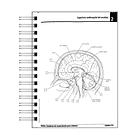 Libro para Colorear: Neurociencia Netter 5