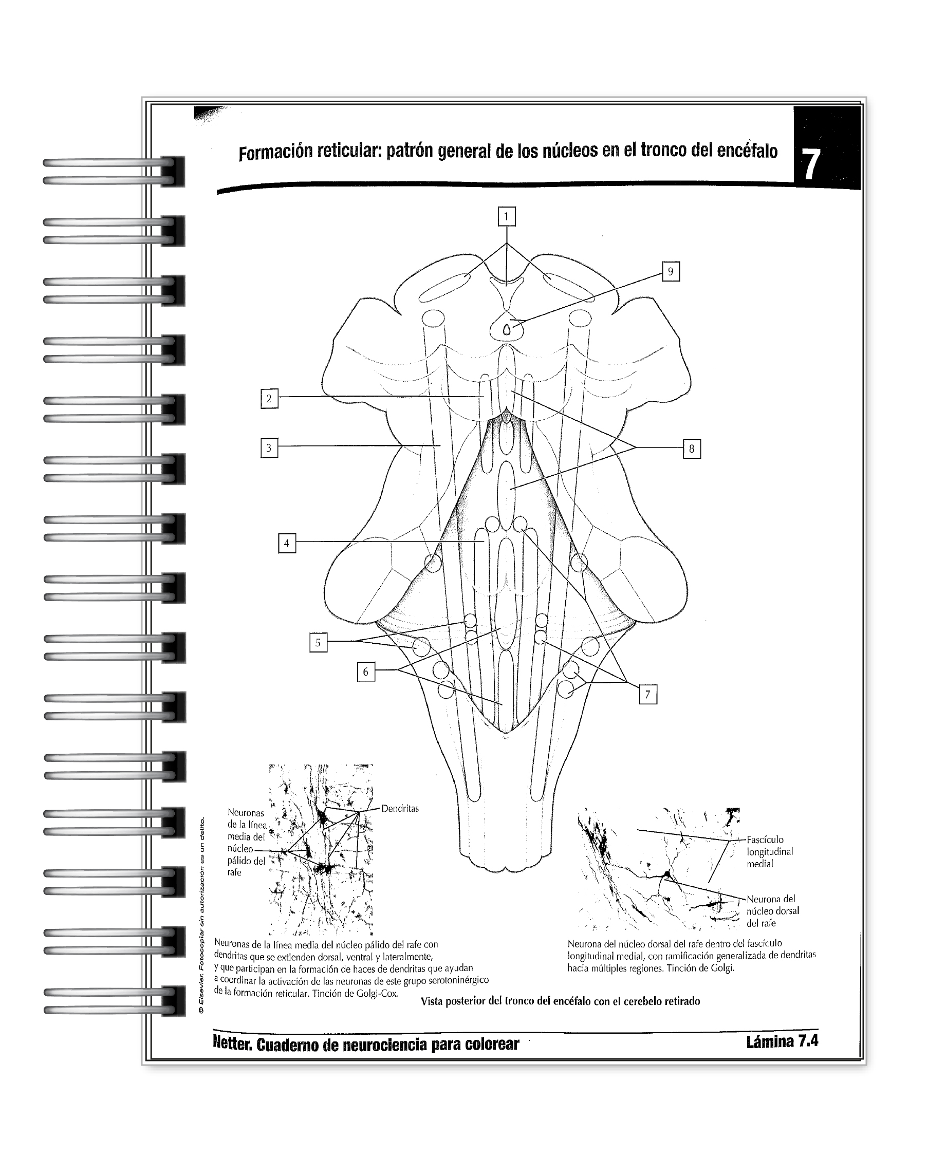 Libro para Colorear: Neurociencia Netter 2 6