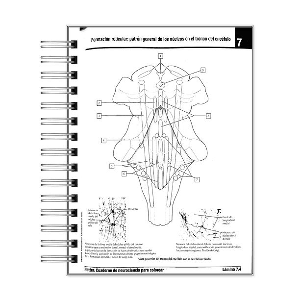 Libro para Colorear: Neurociencia Netter 6