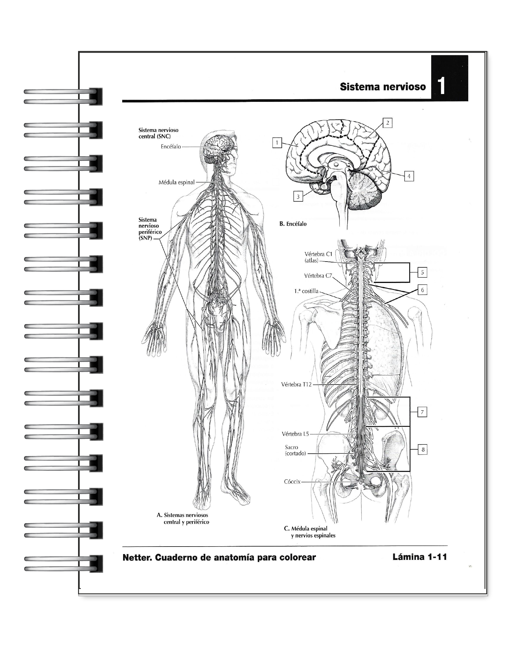 Libro para Colorear: Anatomía Netter 4