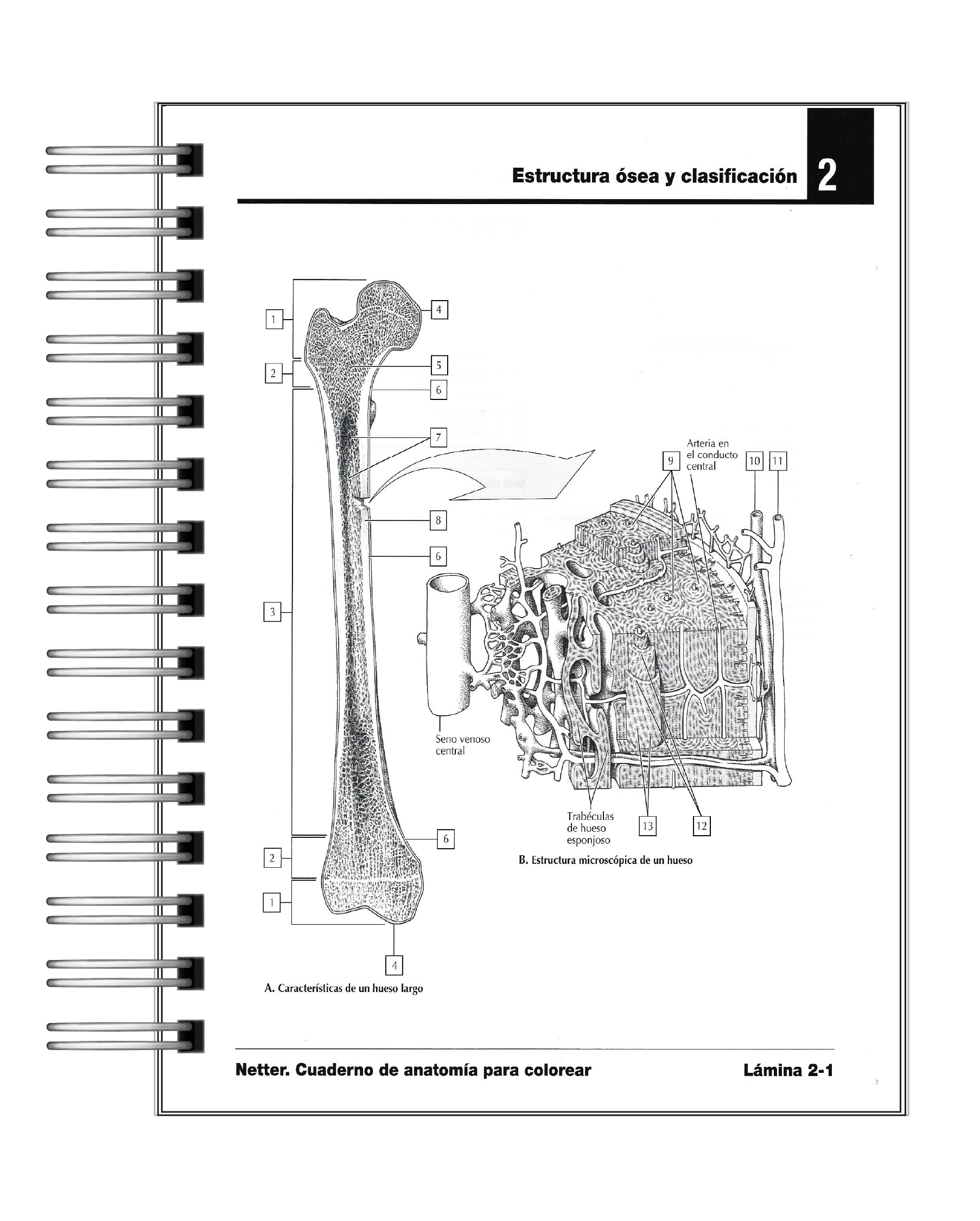Libro para Colorear: Anatomía Netter 5