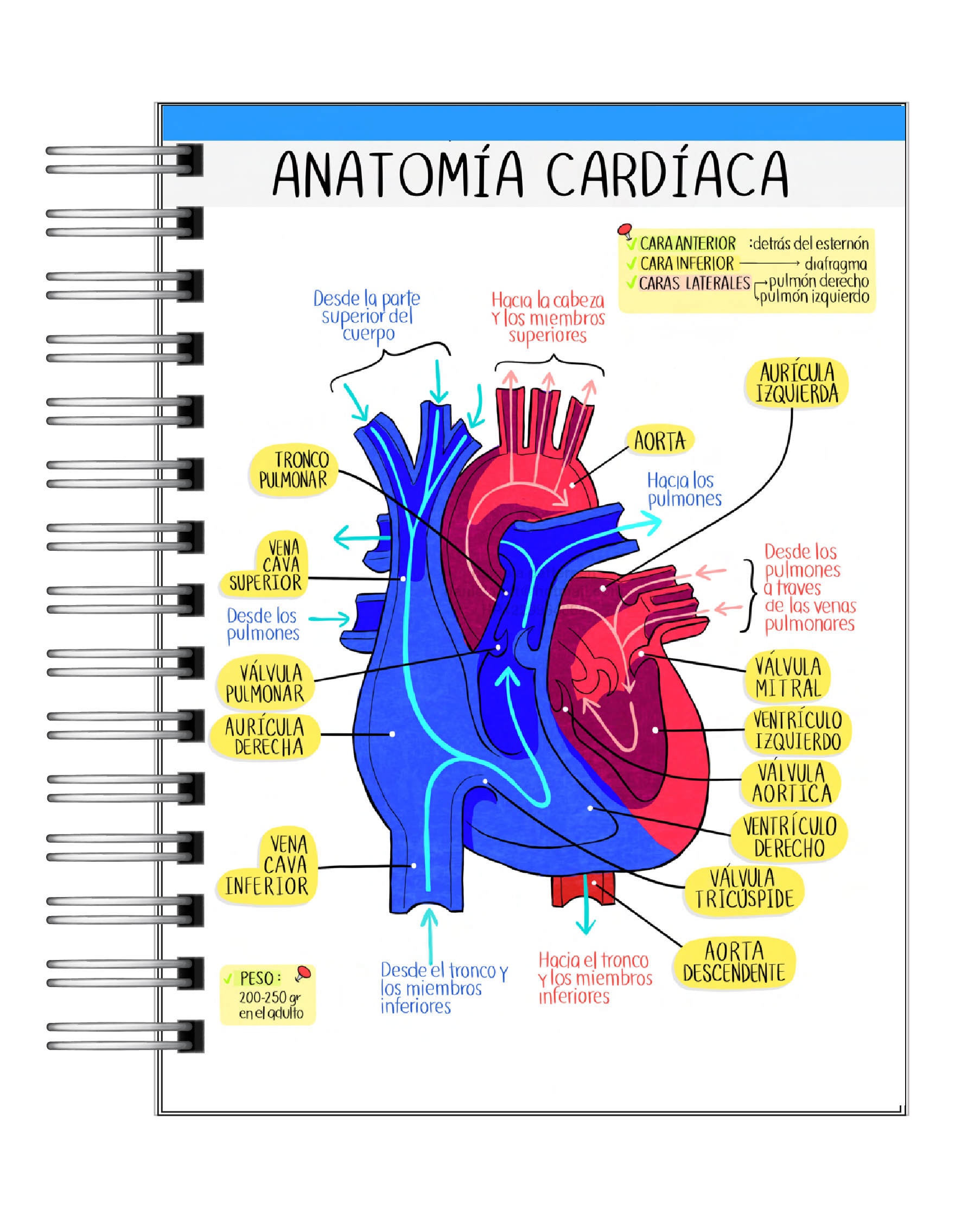 Libreta de 100 Esquemas Médicos 5