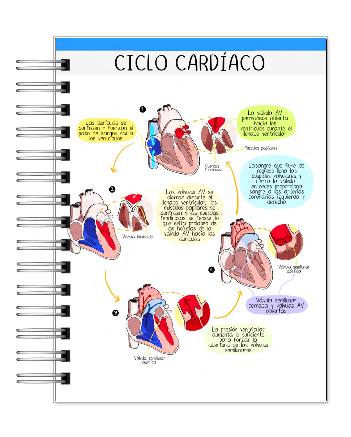 Libreta de 100 Esquemas Médicos 6