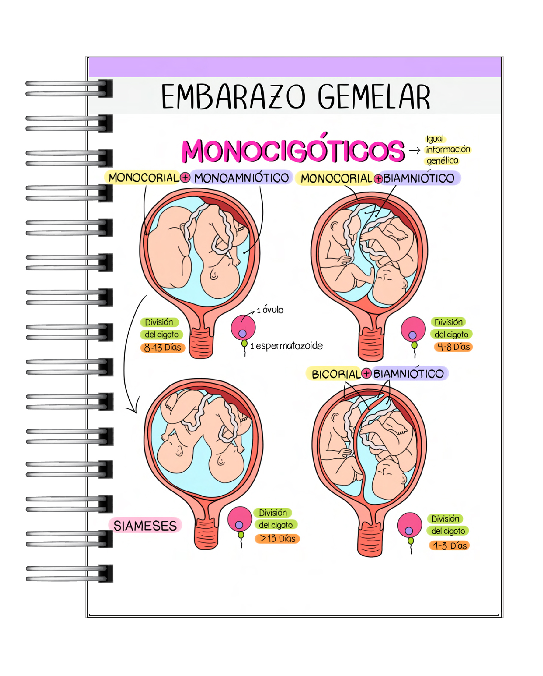 Libreta de 100 Esquemas Médicos 7