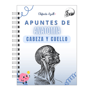 Libreta de Apuntes de Anatomía Cabeza y Cuello