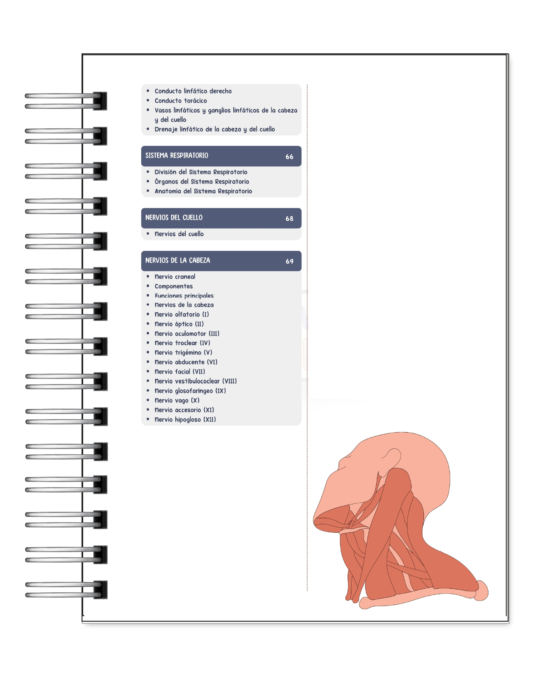 Libreta de Apuntes de Anatomía Cabeza y Cuello 4