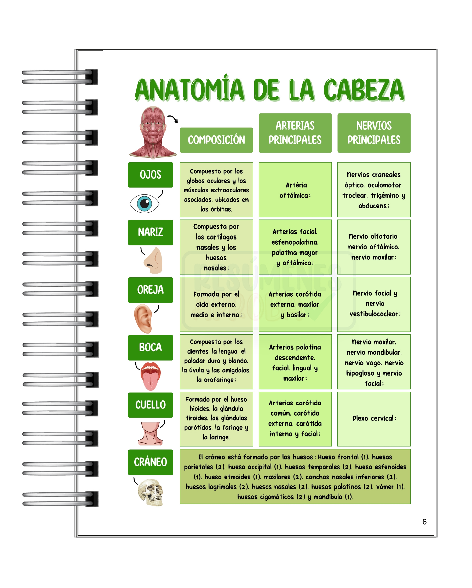 Libreta de Apuntes de Anatomía Cabeza y Cuello 5