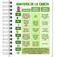 Libreta de Apuntes de Anatomía Cabeza y Cuello - Miniatura 5