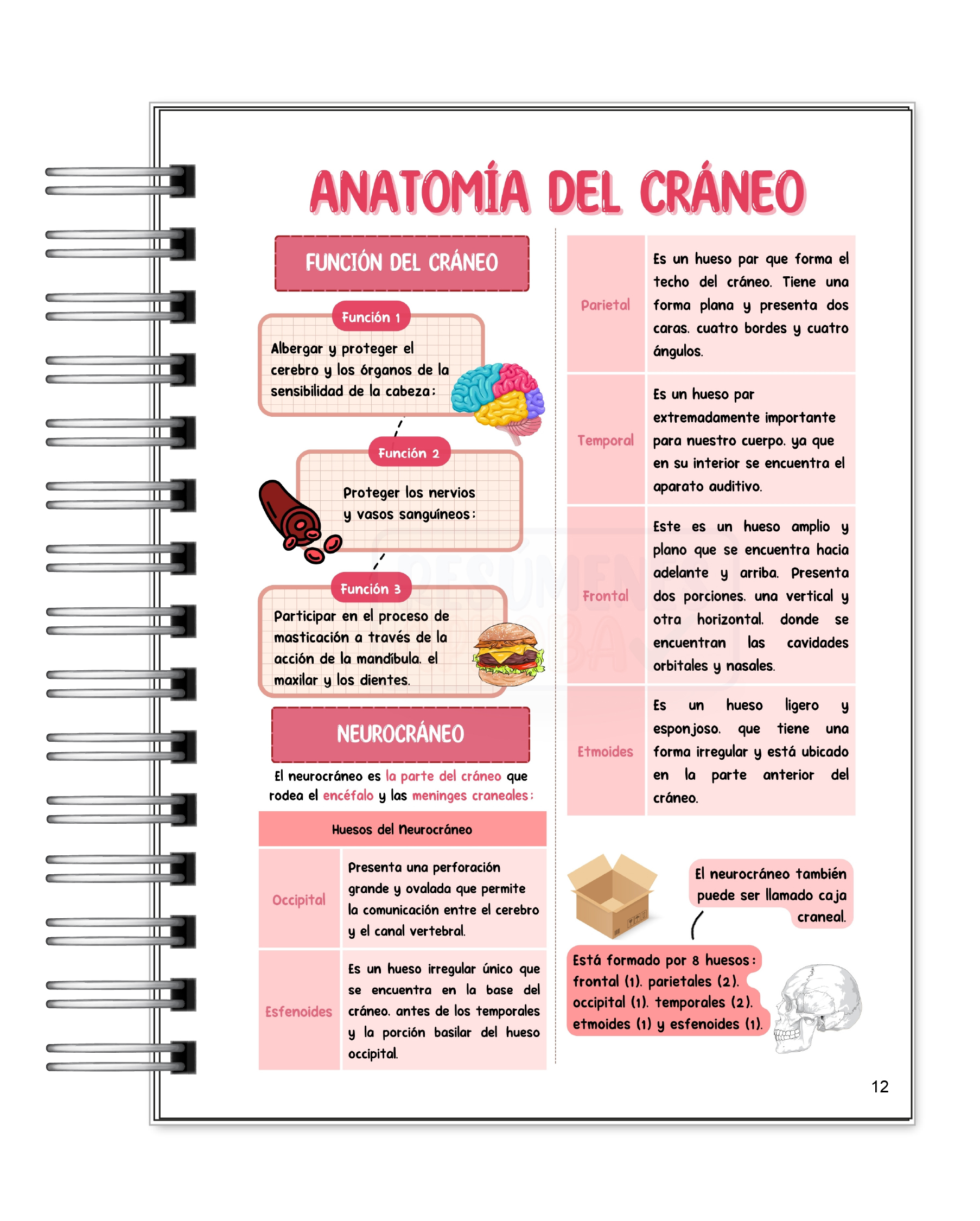 Libreta de Apuntes de Anatomía Cabeza y Cuello 6