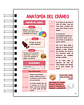 Libreta de Apuntes de Anatomía Cabeza y Cuello - Miniatura 6