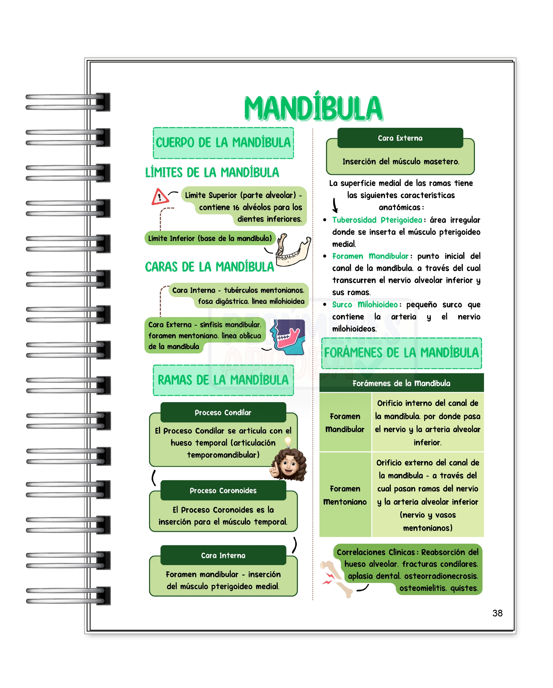 Libreta de Apuntes de Anatomía Cabeza y Cuello 7