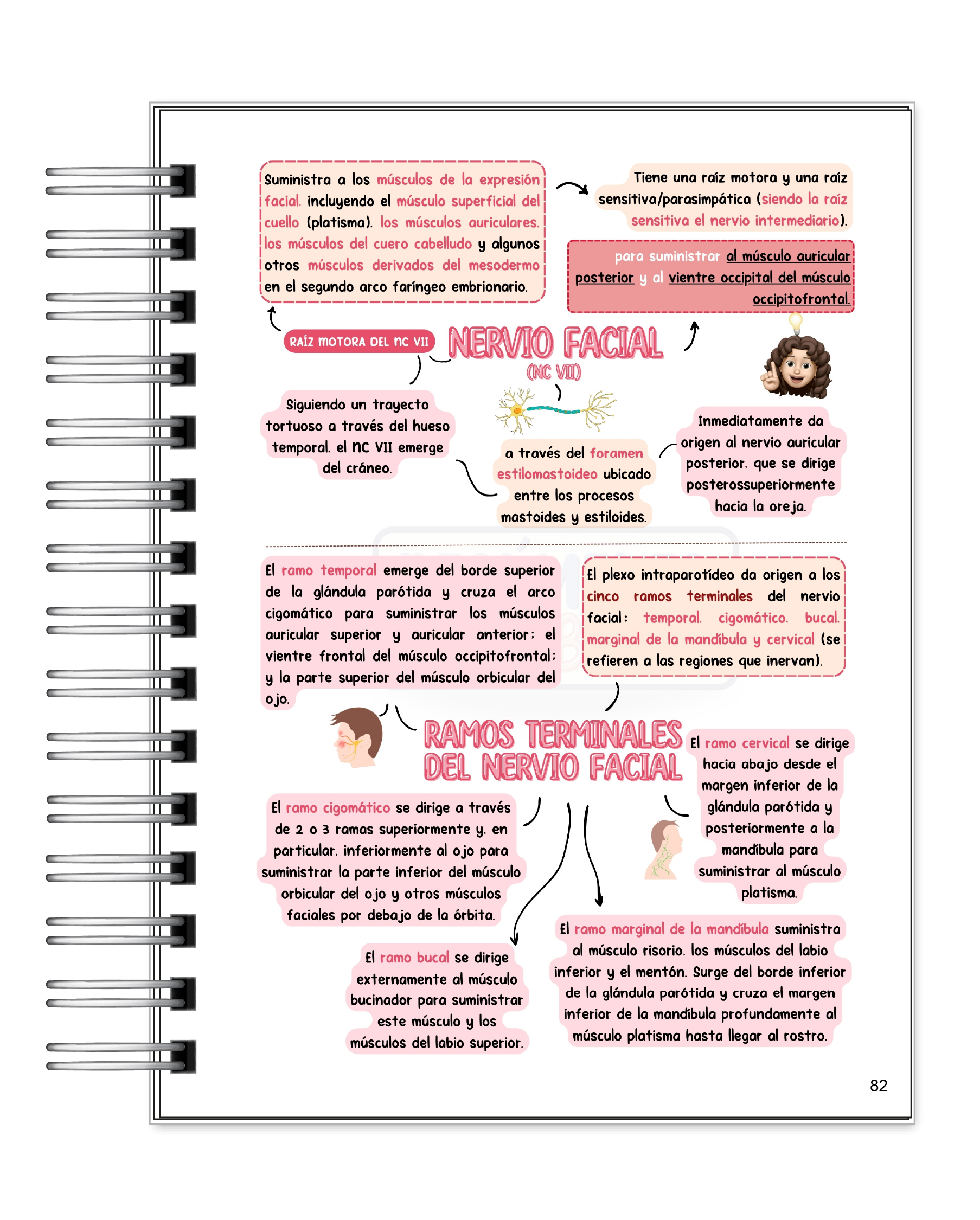 Libreta de Apuntes de Anatomía Cabeza y Cuello 8