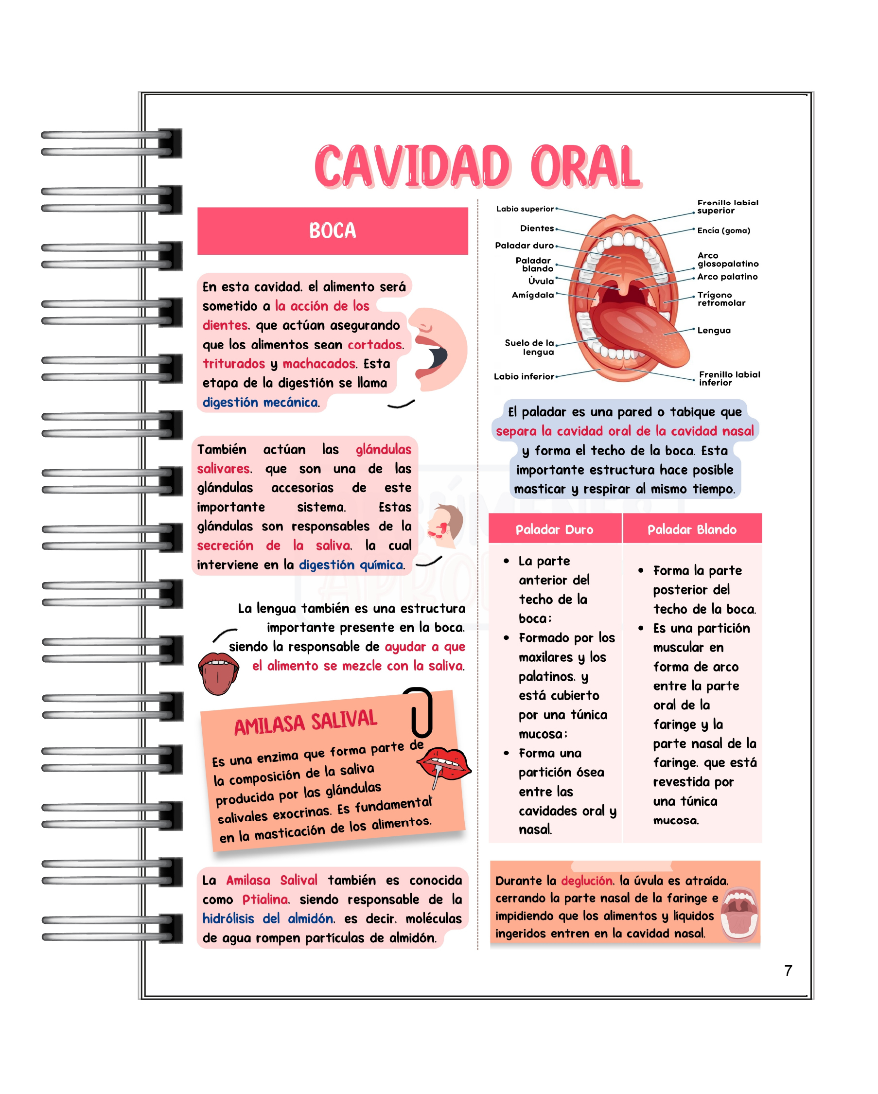 Libreta de Apuntes de Anatomía Dental  5