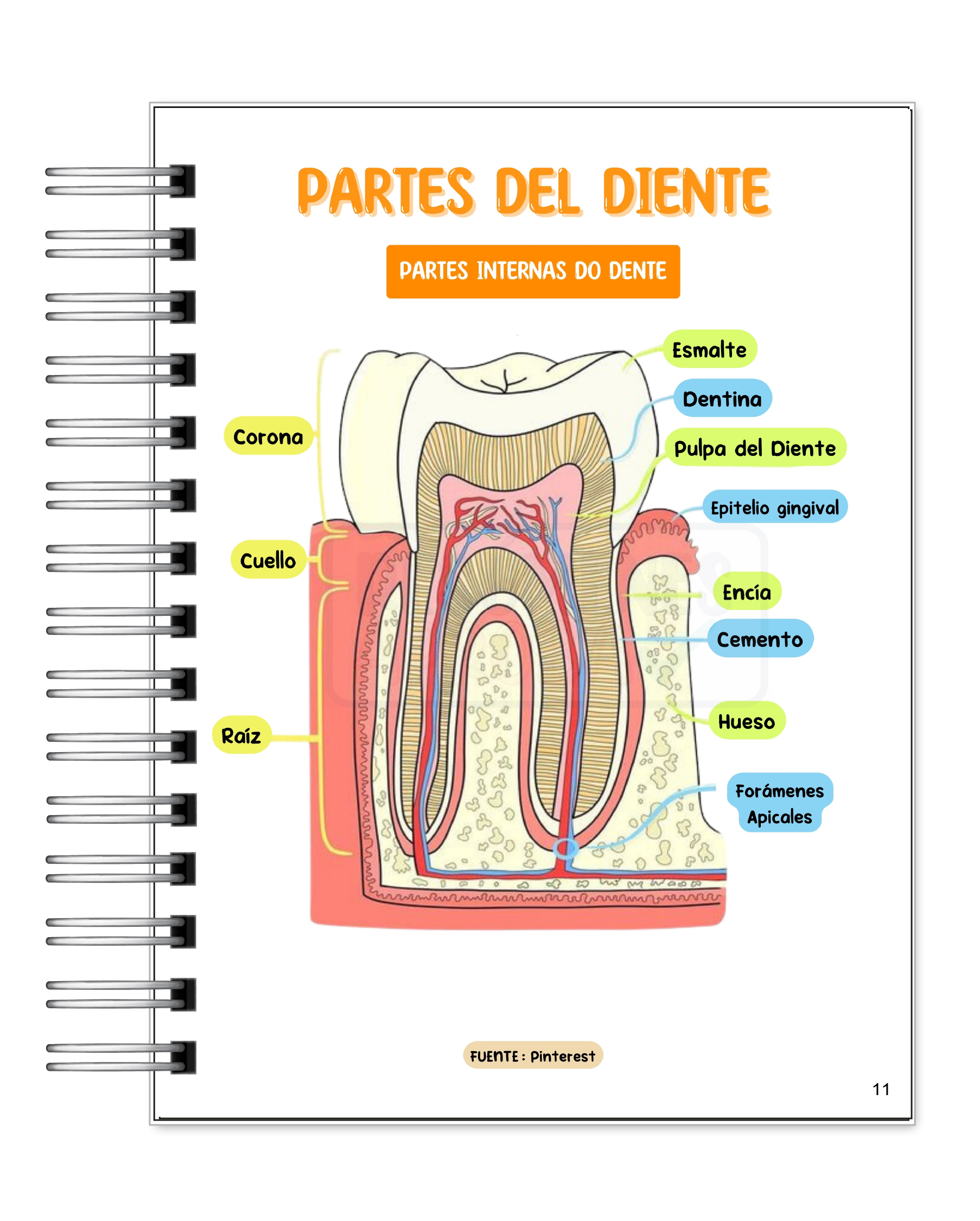 Libreta de Apuntes de Anatomía Dental  6