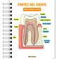 Libreta de Apuntes de Anatomía Dental  - Miniatura 6