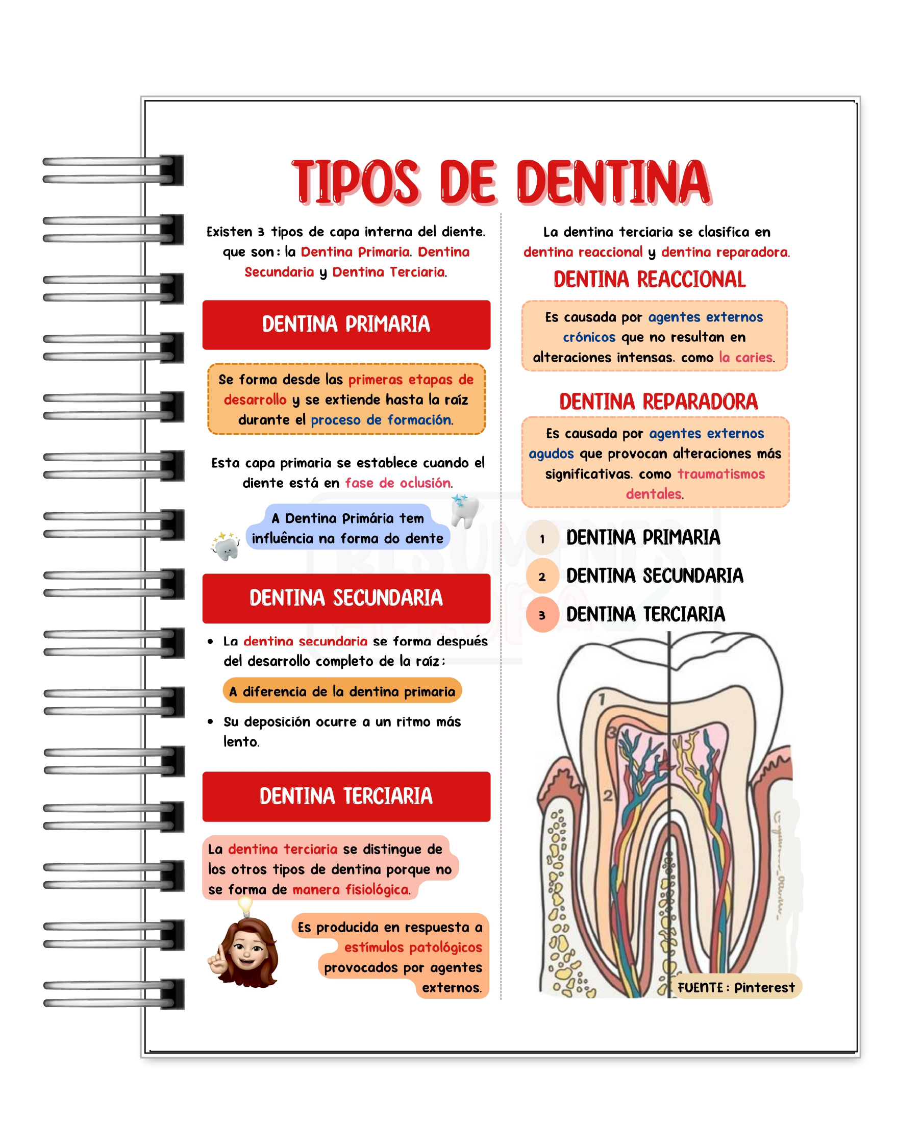 Libreta de Apuntes de Anatomía Dental  7