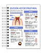 Libreta de Apuntes de Anatomía Dental  - Miniatura 8
