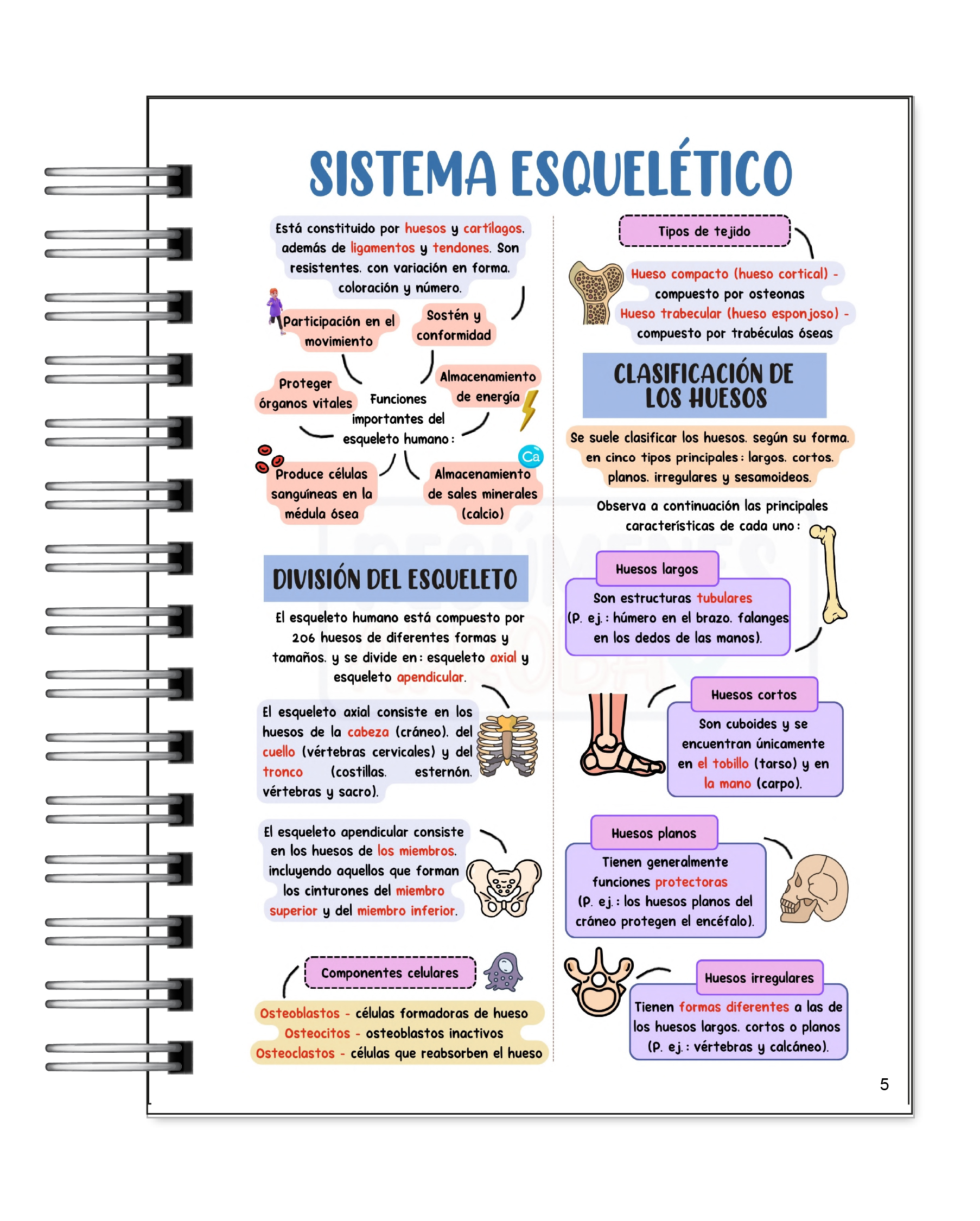 Libreta de Apuntes de Anatomía Humana 4