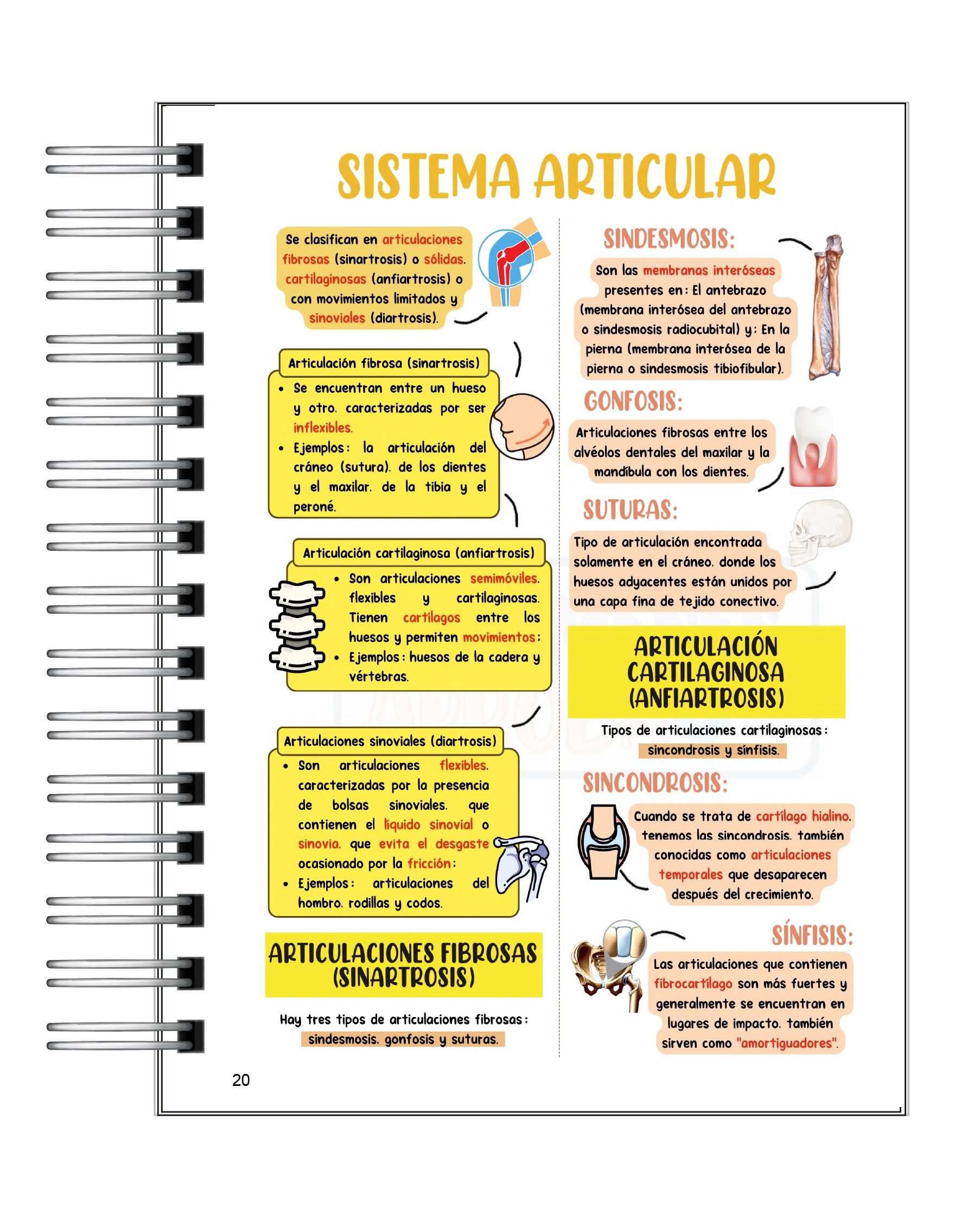 Libreta de Apuntes de Anatomía Humana 5