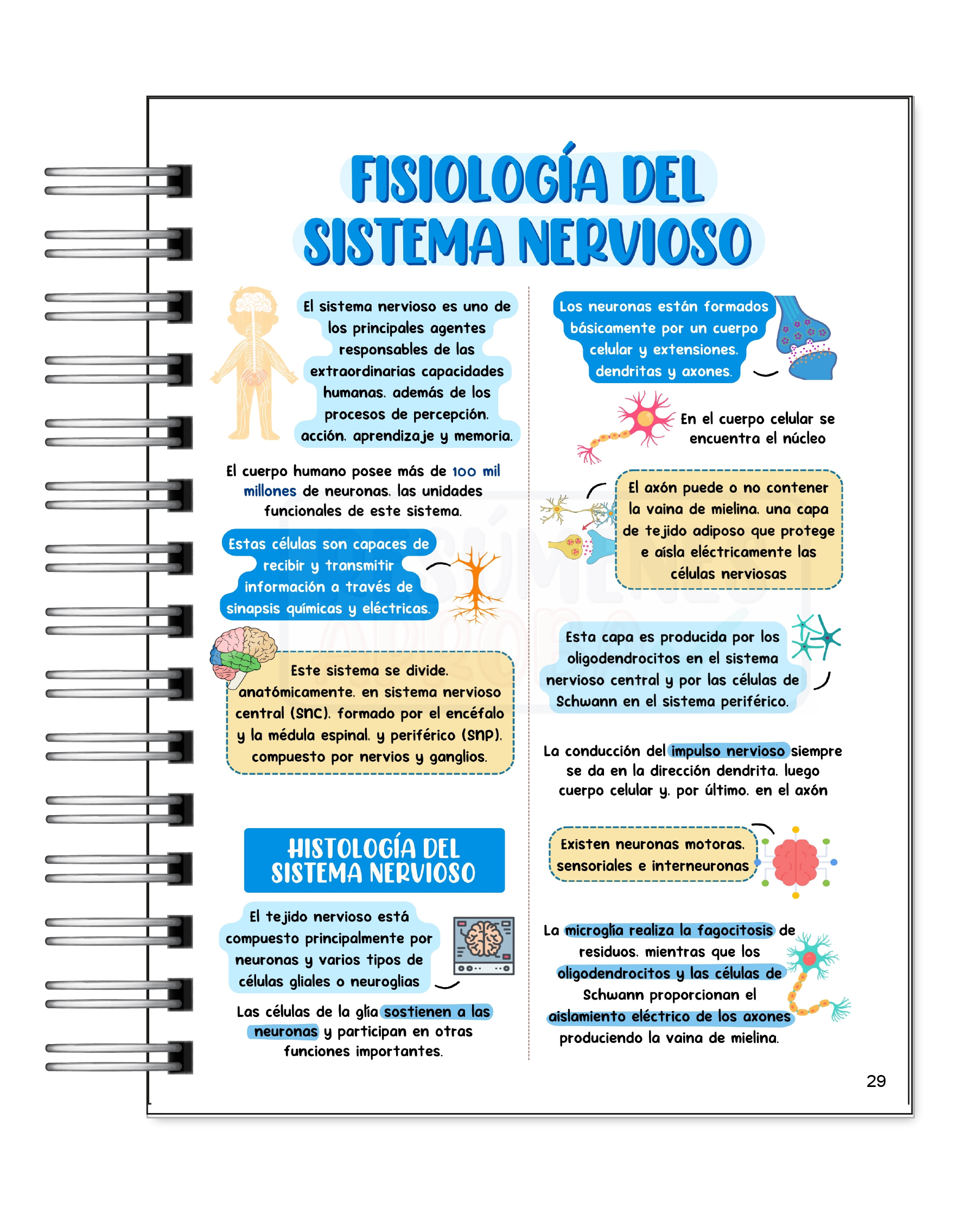 Libreta de Apuntes de Fisiología Humana 4