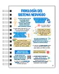 Libreta de Apuntes de Fisiología Humana - Miniatura 4