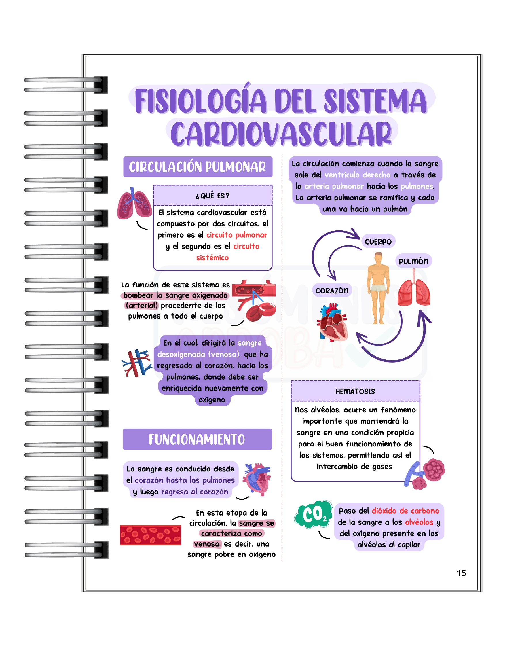 Libreta de Apuntes de Fisiología Humana 5