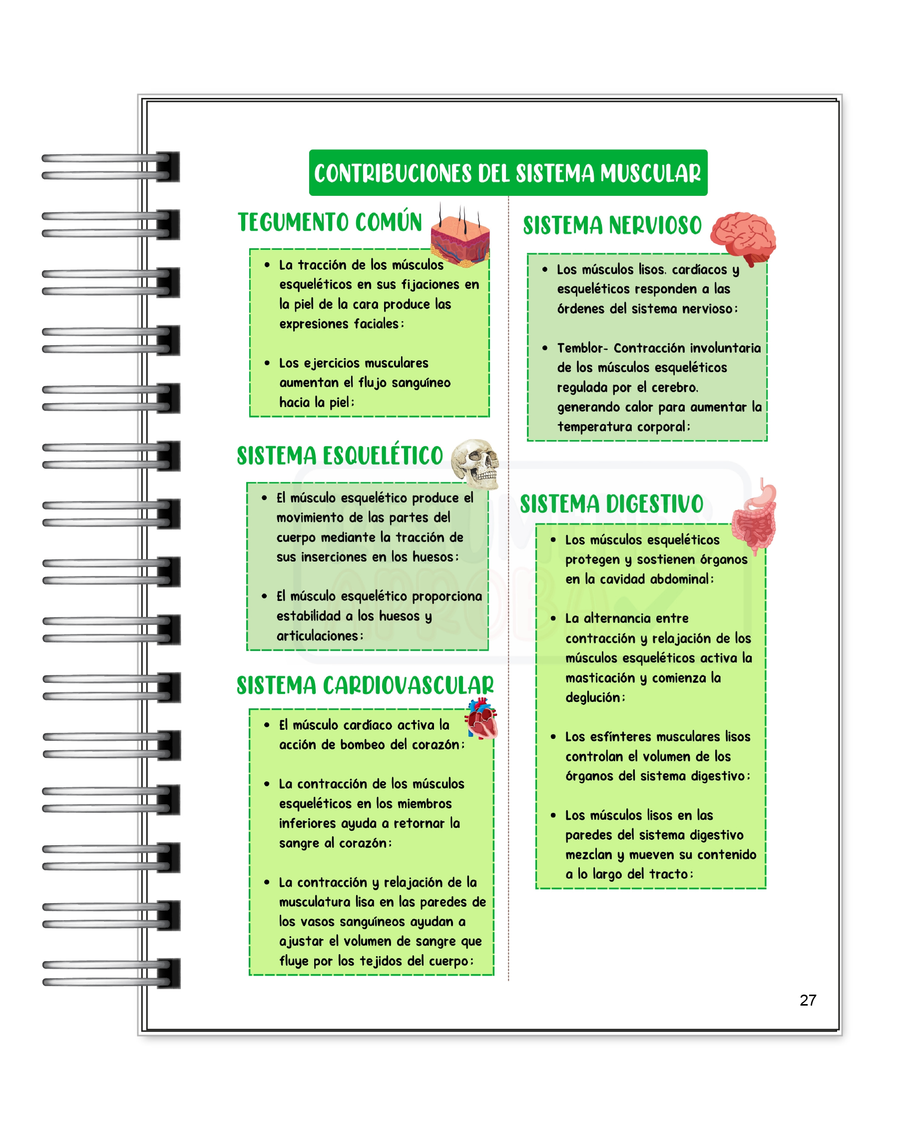 Libreta de Apuntes de Fisiología Humana 6