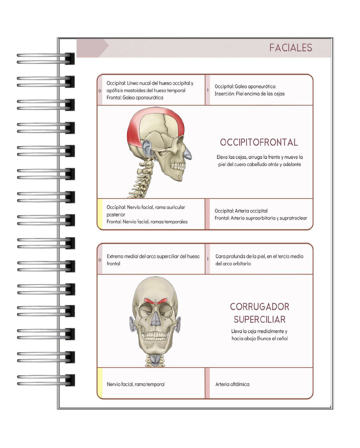 Libreta de Apuntes de Anatomía Humana Músculos 5