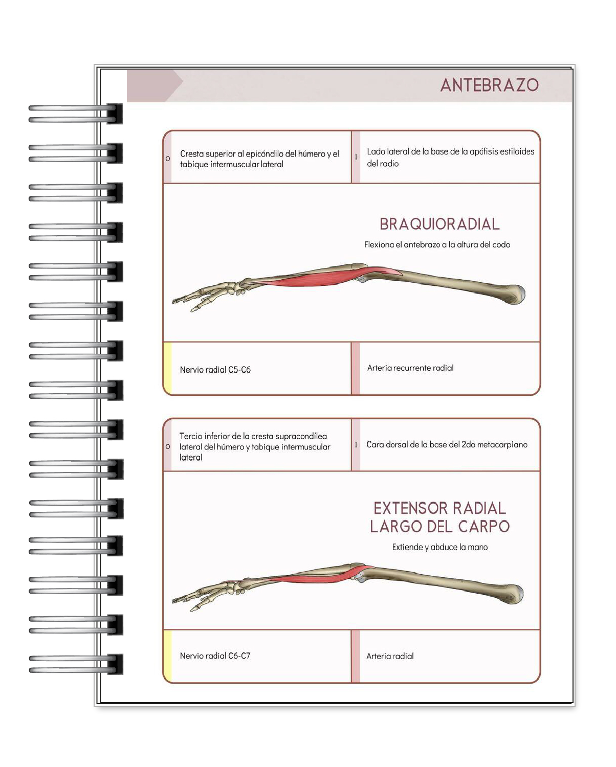 Libreta de Apuntes de Anatomía Humana Músculos 6