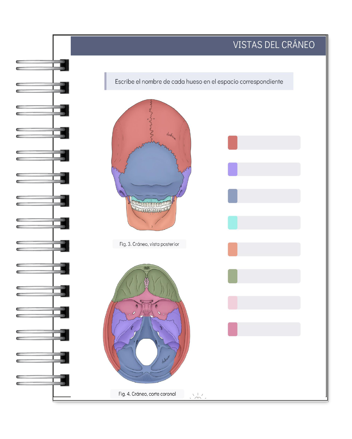 Libreta de Apuntes de Anatomía Humana Sistema Óseo 4
