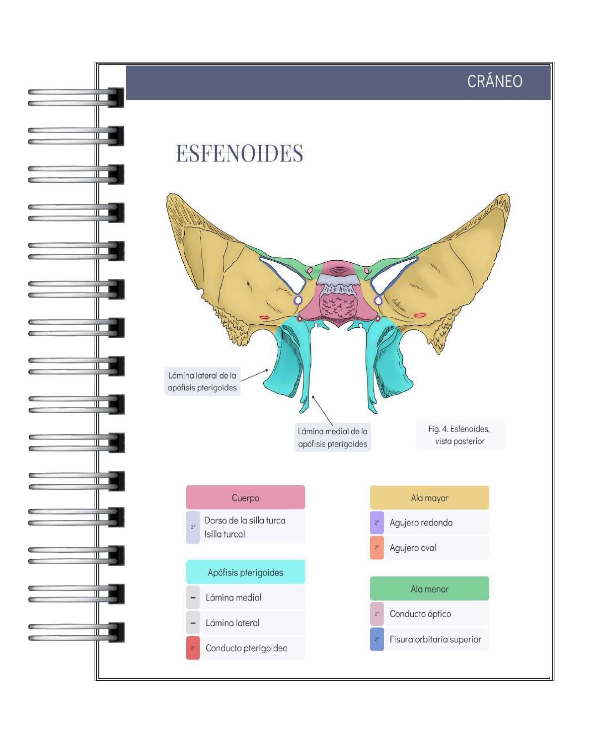Libreta de Apuntes de Anatomía Humana Sistema Óseo 5